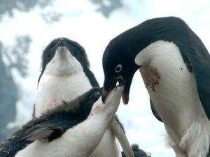 SECOND PLACE Steven Barnett, Flora & Fauna, Feeding Time in Antarctica