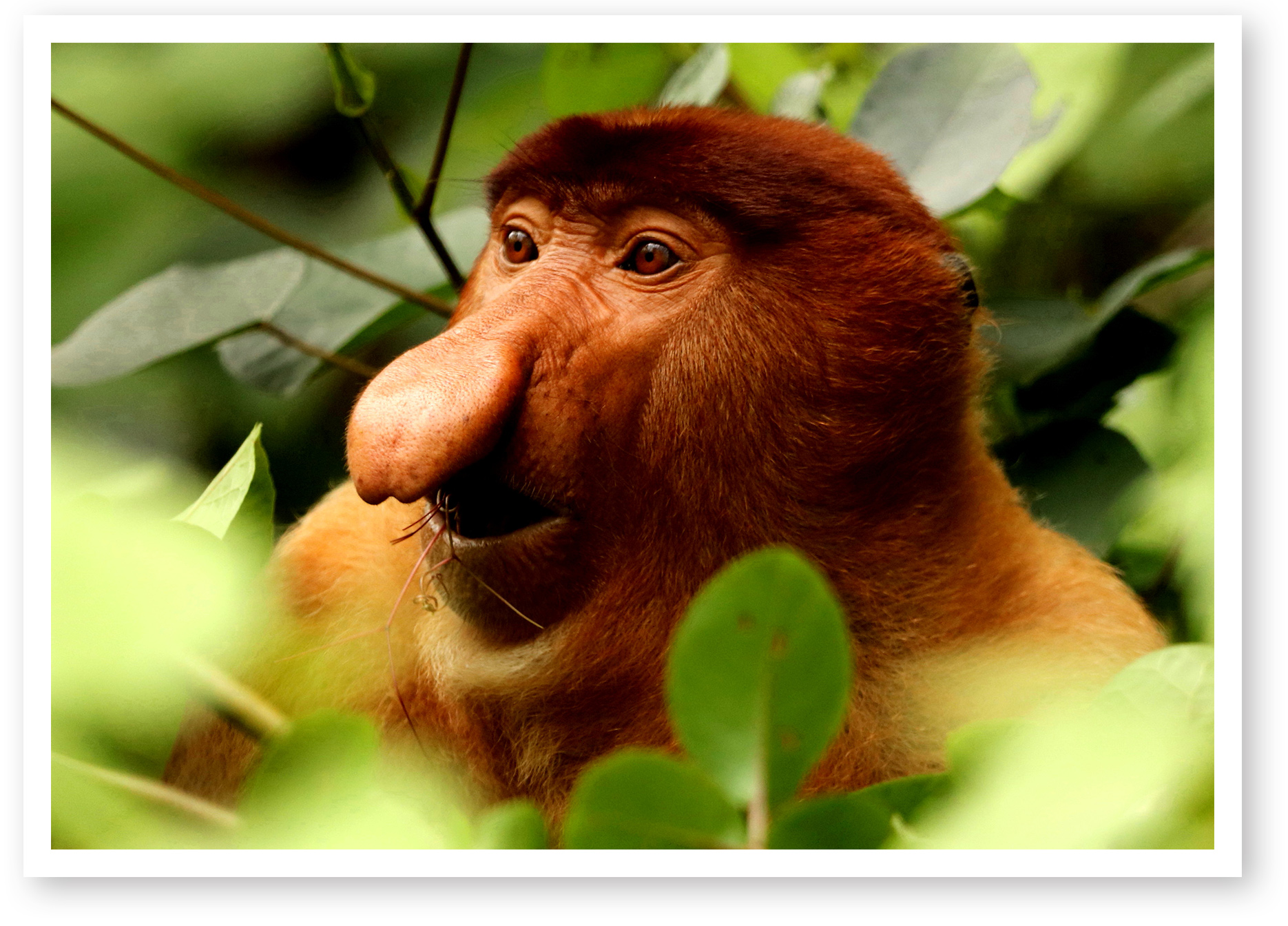 Proboscis Monkey in Borneo